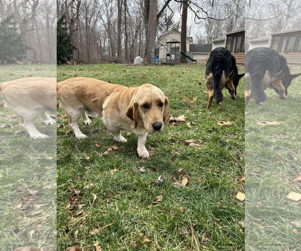 Medium Photo #5 Bassetdor Puppy For Sale in Columbus, IN, USA