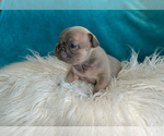 Small #5 French Bulldog