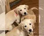 Small Photo #5 Labrador Retriever Puppy For Sale in FORT COLLINS, CO, USA