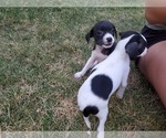 Small #8 Boston Terrier-Jack Russell Terrier Mix