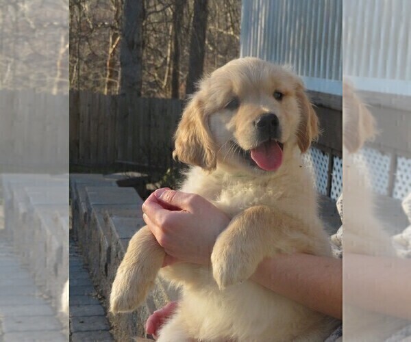 Medium Photo #16 Golden Retriever Puppy For Sale in MECHANICSVILLE, MD, USA