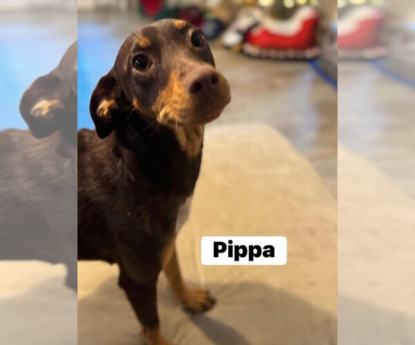 Medium Photo #4 Miniature Pinscher-Unknown Mix Puppy For Sale in New London, WI, USA