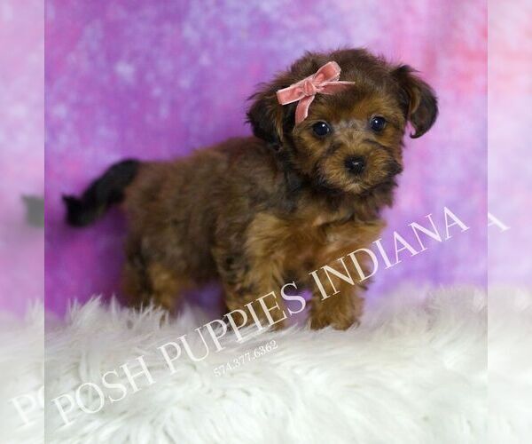 Medium Photo #136 Yorkipoo Puppy For Sale in WARSAW, IN, USA