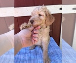 Small Photo #9 Labradoodle Puppy For Sale in WESTMINSTER, SC, USA