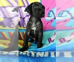 Small Photo #2 Great Dane Puppy For Sale in LAKE WALES, FL, USA