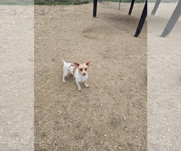 Medium Photo #2 Mutt Puppy For Sale in Maquoketa, IA, USA