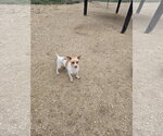 Small #1 Mutt