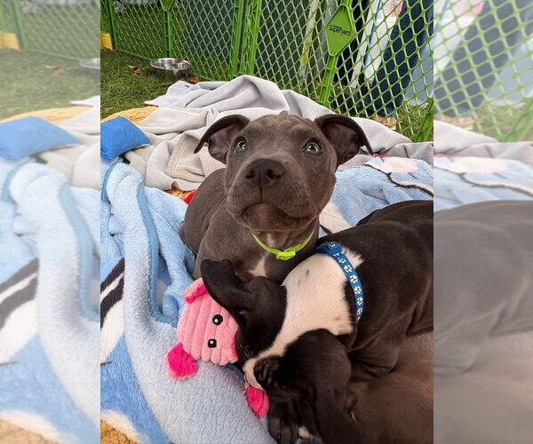 Medium Photo #1 Mutt Puppy For Sale in Wenonah, NJ, USA