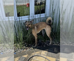 Maggie - Female Mutt Dog for Adoption - Photo #3