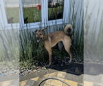 Small #2 Mutt