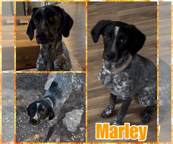 Medium Photo #2 German Wirehaired Pointer-Unknown Mix Puppy For Sale in New London, WI, USA