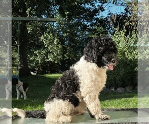 Portuguese Water Dog Puppy for Sale in NEWVILLE, Pennsylvania USA