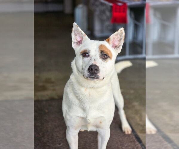 Medium Photo #7 Mutt Puppy For Sale in Sandy, UT, USA