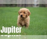 Image preview for Ad Listing. Nickname: Jupiter