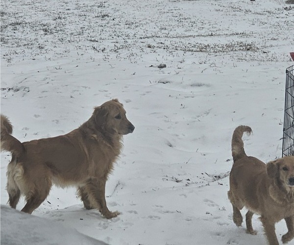 Medium Photo #6 Golden Retriever Puppy For Sale in SALISBURY, NC, USA
