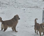 Small #5 Golden Retriever