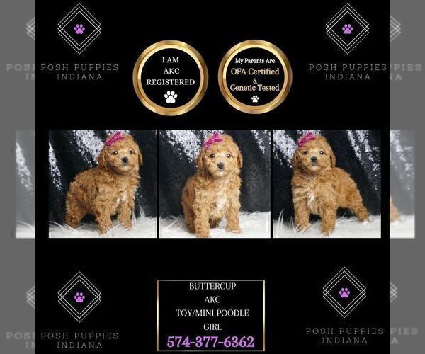 Medium Photo #2 Poodle (Toy) Puppy For Sale in WARSAW, IN, USA