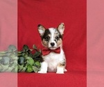 Small Photo #2 Pembroke Welsh Corgi Puppy For Sale in CHRISTIANA, PA, USA