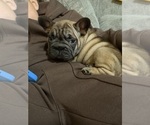 Small #2 French Bulldog