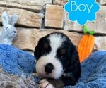 Small Photo #6 Bernese Mountain Dog Puppy For Sale in BRANSON, MO, USA