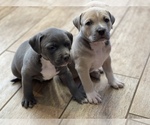 Small Photo #5 American Bully Puppy For Sale in GRAHAM, NC, USA