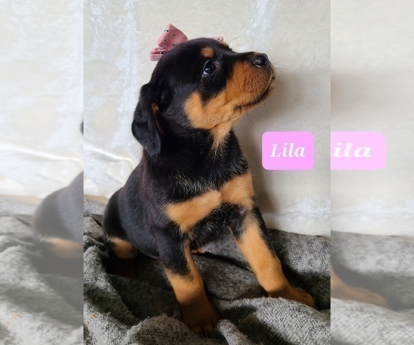 Medium Photo #9 Rottweiler Puppy For Sale in MIDDLEBURY, IN, USA
