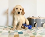 Small #2 Golden Retriever