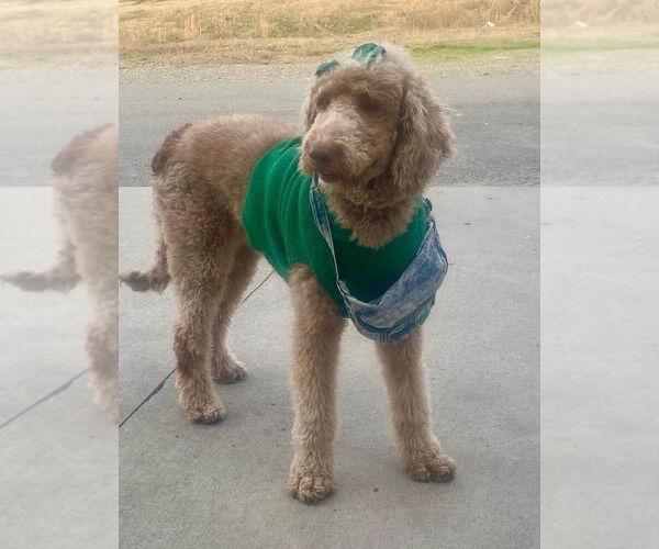 Medium Photo #2 Labrador Retriever-Unknown Mix Puppy For Sale in Boston, MA, USA