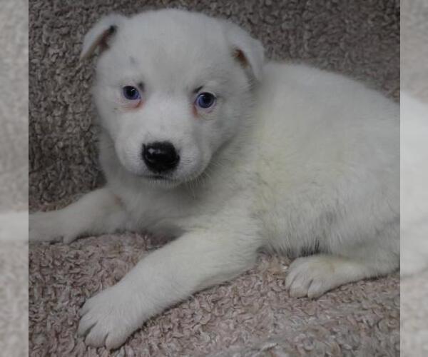 Medium Photo #2 Border Collie-Unknown Mix Puppy For Sale in Thief River Falls, MN, USA