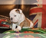 Small #2 English Bulldog