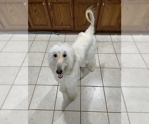 Afghan Hound Puppy for sale in DUNN, NC, USA