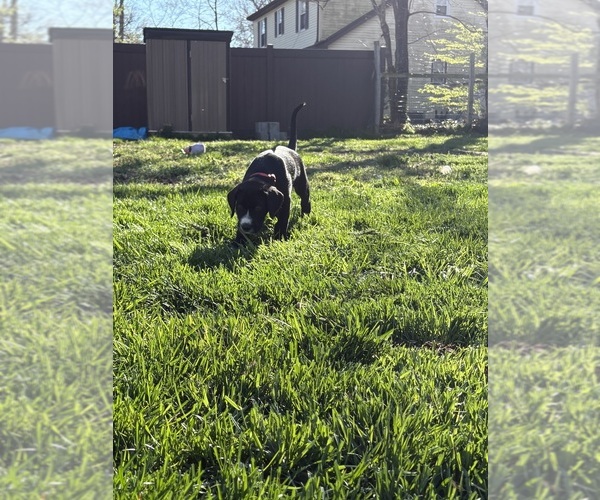 Medium Photo #5 Great Dane-Sheepadoodle Mix Puppy For Sale in EGG HARBOR CITY, NJ, USA