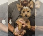 Small Photo #2 Yoranian-Yorkshire Terrier Mix Puppy For Sale in HUDDLESTON, VA, USA