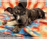 Small Photo #3 American Bully Puppy For Sale in REESEVILLE, WI, USA