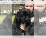 Small Photo #8 Labrador Retriever Puppy For Sale in SOUTHMONT, NC, USA
