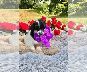 Poodle (Standard) Puppy for sale in LITHONIA, GA, USA