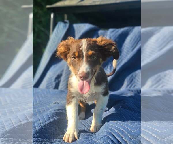 Medium Photo #4 Australian Shepherd-Chihuahua Mix Puppy For Sale in Wakefield, RI, USA