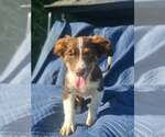 Small #3 Australian Shepherd-Chihuahua Mix
