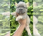 Small Photo #23 French Bulldog Puppy For Sale in ANDERSONVILLE, TN, USA