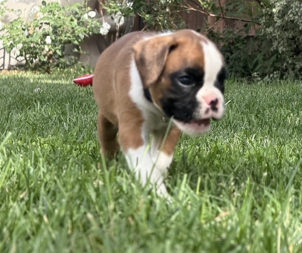 Medium Photo #3 Boxer Puppy For Sale in LONG BEACH, CA, USA