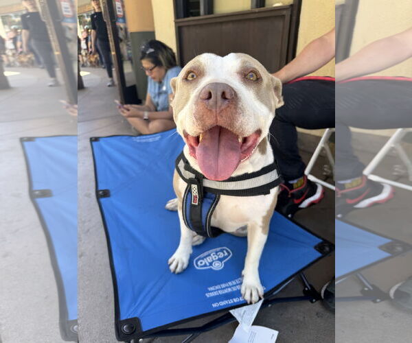 Medium Photo #4 American Pit Bull Terrier Puppy For Sale in San Diego, CA, USA