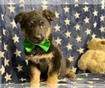 Small Photo #3 Australian Shepherd-German Shepherd Dog Mix Puppy For Sale in LANCASTER, PA, USA