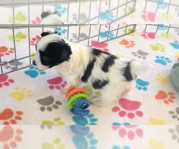 Medium Photo #4 Papitese Puppy For Sale in ORO VALLEY, AZ, USA