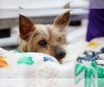 Small Photo #10 Mutt Puppy For Sale in Mooresville, NC, USA