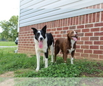 Small Photo #6 Border Collie Puppy For Sale in BROWNSVILLE, TN, USA