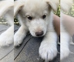 Puppy 5 Swiss Shepherd-Timber Wolf Mix