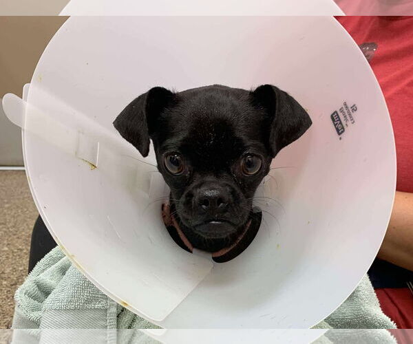 Medium Photo #6 Chug Puppy For Sale in San Diego, CA, USA
