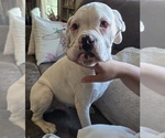 Puppy Sam Boxer