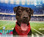 Small #25 American Pit Bull Terrier Mix