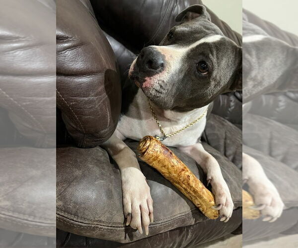 Medium Photo #3 American Staffordshire Terrier-Unknown Mix Puppy For Sale in Lake Forest, CA, USA